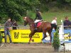 dressage horse Armani Cash (Württemberger, 2007, from Alassio's Boy)