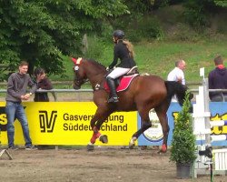 Dressurpferd Armani Cash (Württemberger, 2007, von Alassio's Boy)