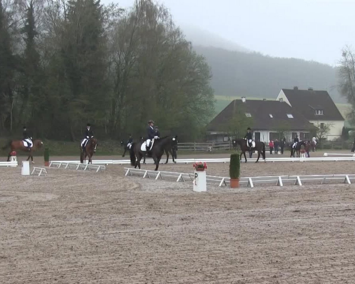 Springpferd Sazu 2 (Oldenburger, 2000, von Feiner Stern)