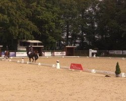 dressage horse Saphira 202 (Oldenburg, 2008, from Samba Hit I)