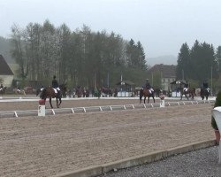 dressage horse Pilia Tschutschi (Westphalian, 2008, from Precioso)