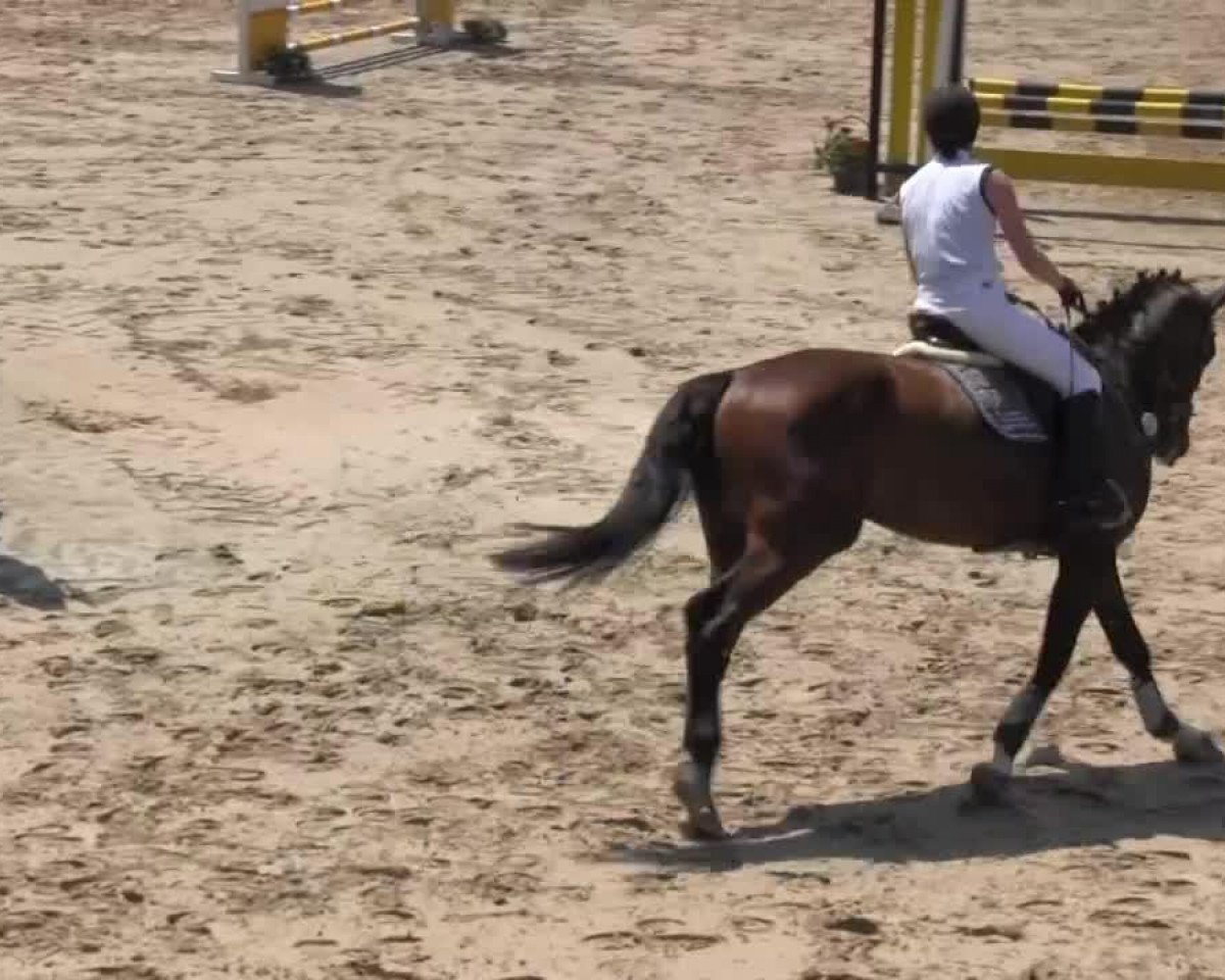 Springpferd Letvian (Lettisches Warmblut, 2009)