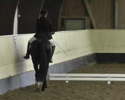 dressage horse Danciero 3 (Hanoverian, 2008, from Dancier)