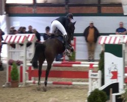 jumper Thompson (Hanoverian, 2010, from Quintender 2)