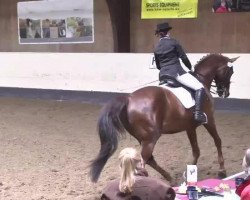 dressage horse Evita CE (Württemberger, 2002, from Epikur)