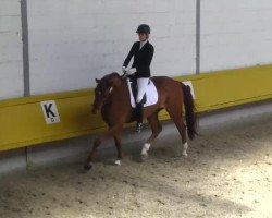 dressage horse Flagranti 32 (Oldenburg, 2009, from Fidertanz)