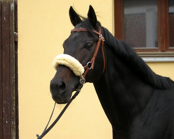stallion Manitou xx (Thoroughbred, 1991, from Dakota xx)