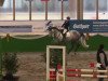 eventing horse Cornets Filius (Rhinelander, 2009, from Cornet Fever)