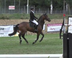 jumper Wild Liberty (Hanoverian, 2007, from Wendehals)