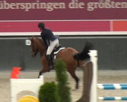 jumper Enrico 336 (KWPN (Royal Dutch Sporthorse), 2009, from Douglas)