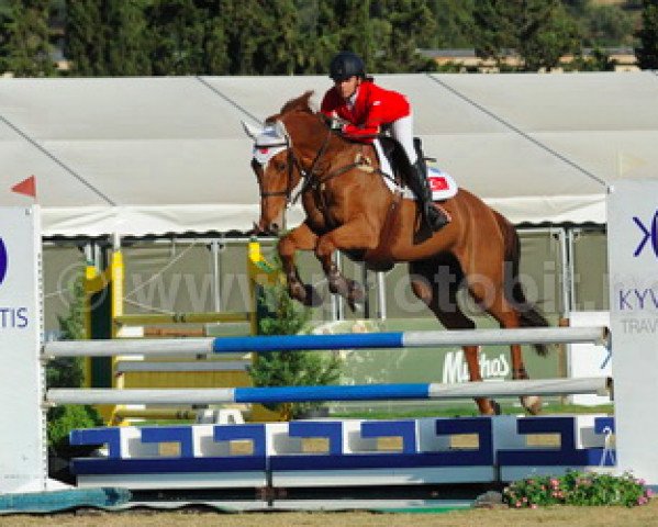 Pferd Zinedine D (KWPN (Niederländisches Warmblut), 2004, von Indoctro)