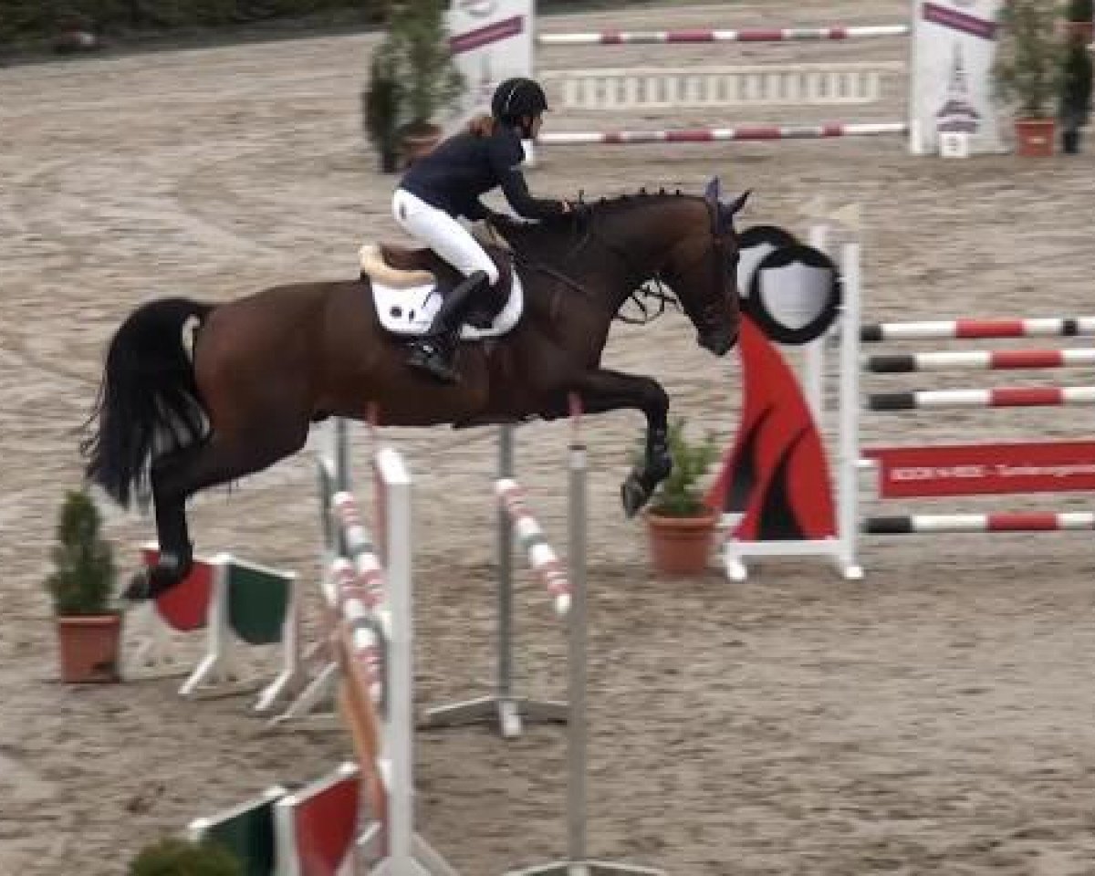 jumper Cognac Chateau Hollogne (Zangersheide riding horse, 2009, from Clinton)