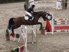 jumper Cognac Chateau Hollogne (Zangersheide riding horse, 2009, from Clinton)