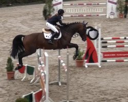 jumper Cognac Chateau Hollogne (Zangersheide riding horse, 2009, from Clinton)