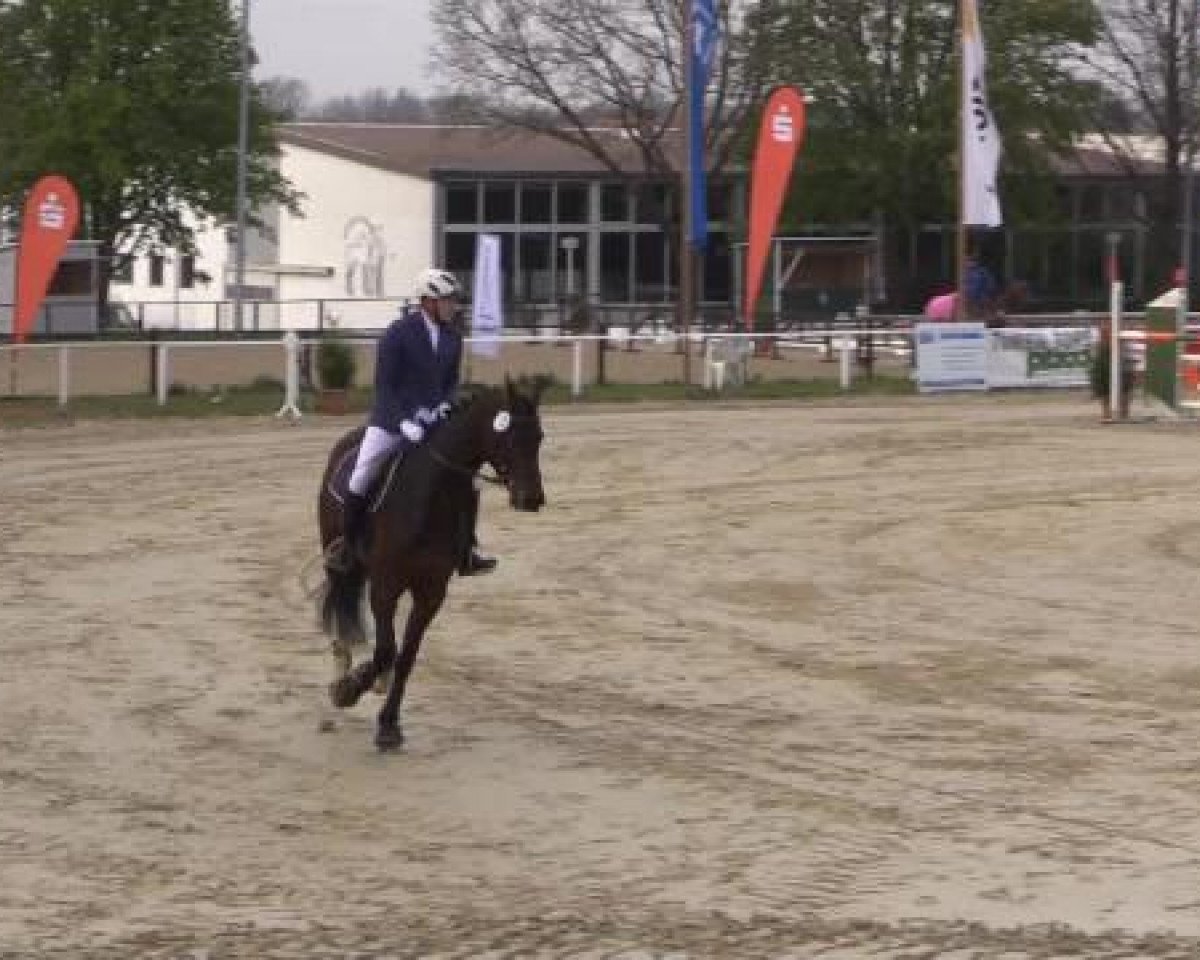 Zuchtstute Amanda 283 (Tschechisches Warmblut, 2009, von Aristo Z)