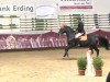 jumper Cash B (Austrian Warmblood, 2005)