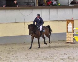 Springpferd Artiste de L'Abbaye D'Aulne (Belgium Sporthorse, 2006, von Conquest van de Helle)