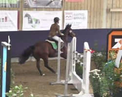 jumper Iphigenia (Oldenburg show jumper, 2008, from Iberio)