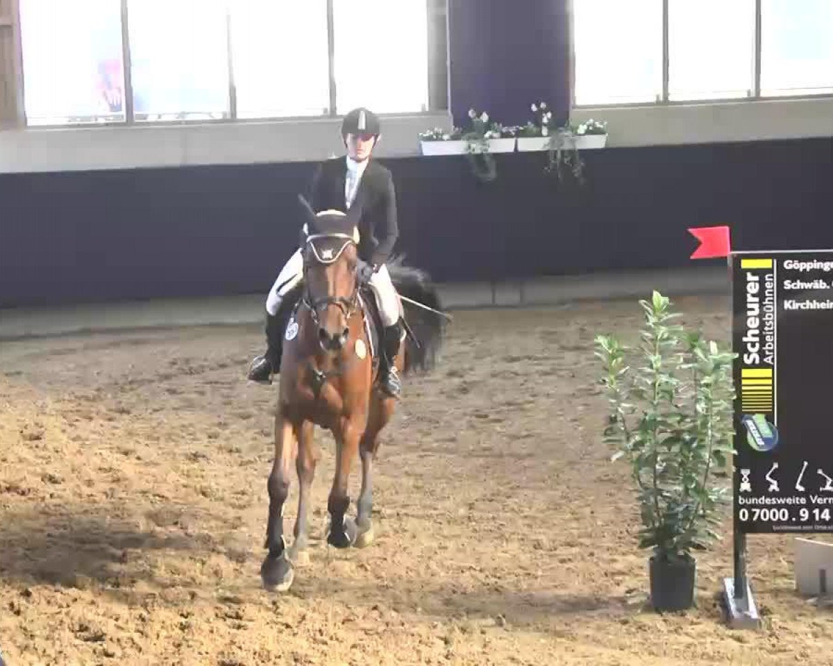 Springpferd Evito 9 (KWPN (Niederländisches Warmblut), 2009, von Ustinov)
