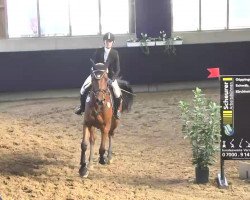 jumper Evito 9 (KWPN (Royal Dutch Sporthorse), 2009, from Ustinov)