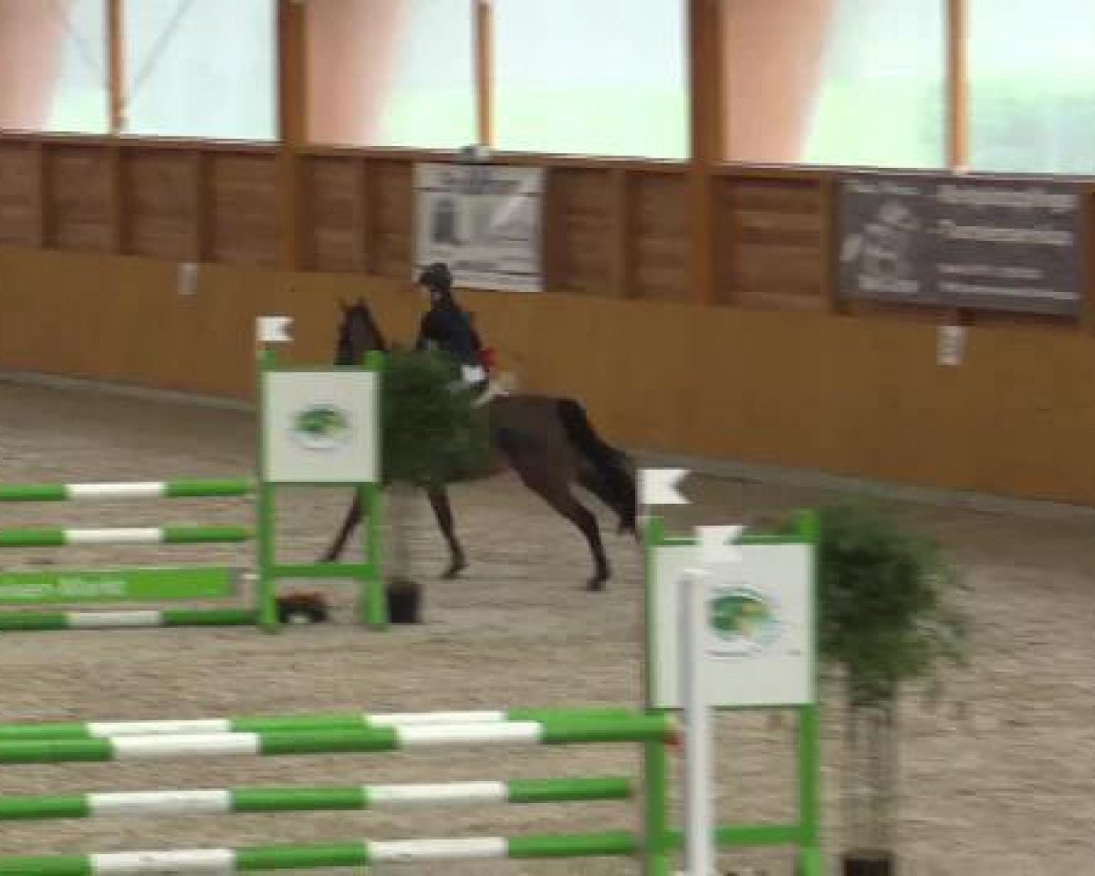 jumper Ungara (Pony without race description, 1986)