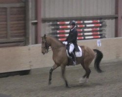 dressage horse Sir Don Juan De Marco (Austrian Warmblood, 2001, from Weizenkorn)