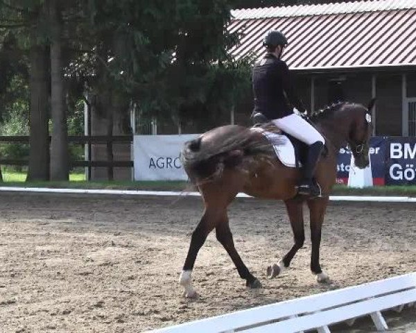 dressage horse Davico 2 (Hanoverian, 2008, from Don Bosco)