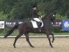 Dressurpferd Prada 29 (Trakehner, 2009, von King Arthur TSF)