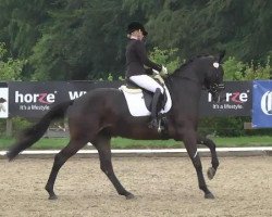 Dressurpferd Prada 29 (Trakehner, 2009, von King Arthur TSF)