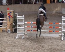 jumper Quidam's Little Hope (Oldenburg show jumper, 2008, from Queens Darling)