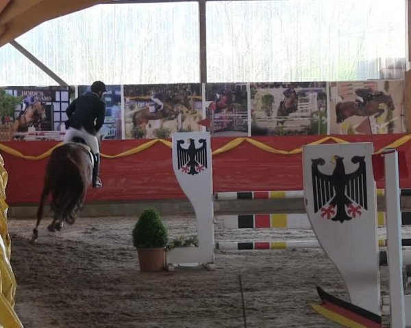 horse Shangri-La van 't Winkenshof (Belgium Sporthorse, 2002, from Casmir Z)