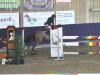 jumper Centovalli V. Schl'Hof CH (Swiss Warmblood, 2006, from Con Spirito R)