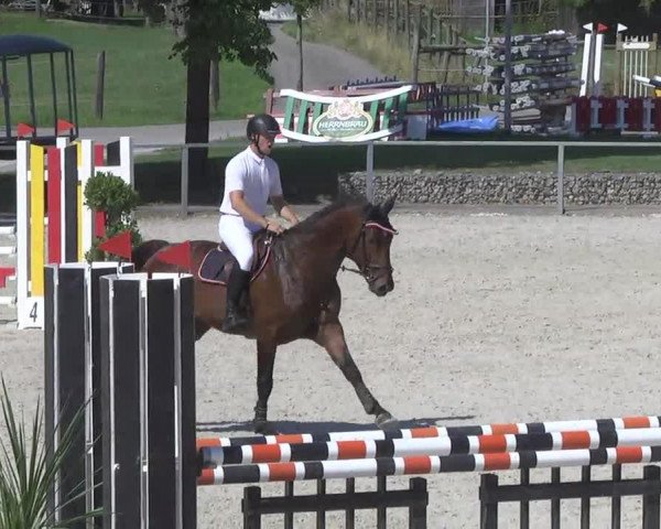 jumper Canturino 3 (KWPN (Royal Dutch Sporthorse), 2010, from Canturano I)