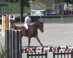 jumper Canturino 3 (KWPN (Royal Dutch Sporthorse), 2010, from Canturano I)