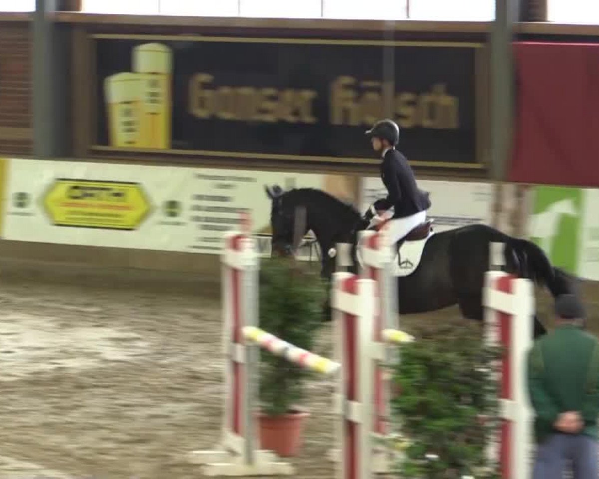 broodmare Bonfire Heart 2 (Holsteiner, 2008, from Acodetto I)