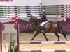 jumper Firelli (Hanoverian, 2008, from First Dance)