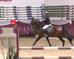 jumper Firelli (Hanoverian, 2008, from First Dance)