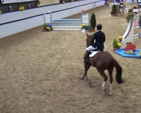jumper Alonso W (German Riding Pony, 2007, from Acorado's Ass)