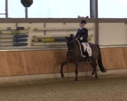 dressage horse Lawertho 2 (Oldenburg, 2006, from Lord Sinclair III)