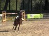 jumper Lucy 715 (Belgian Warmblood, 1993, from Lordanos)