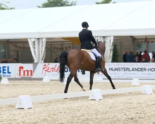 dressage horse Caspari 33 (Oldenburg, 2008, from Cassini II)