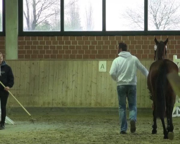 jumper Stute von Cassilano (Holsteiner, 2011, from Cassilano)