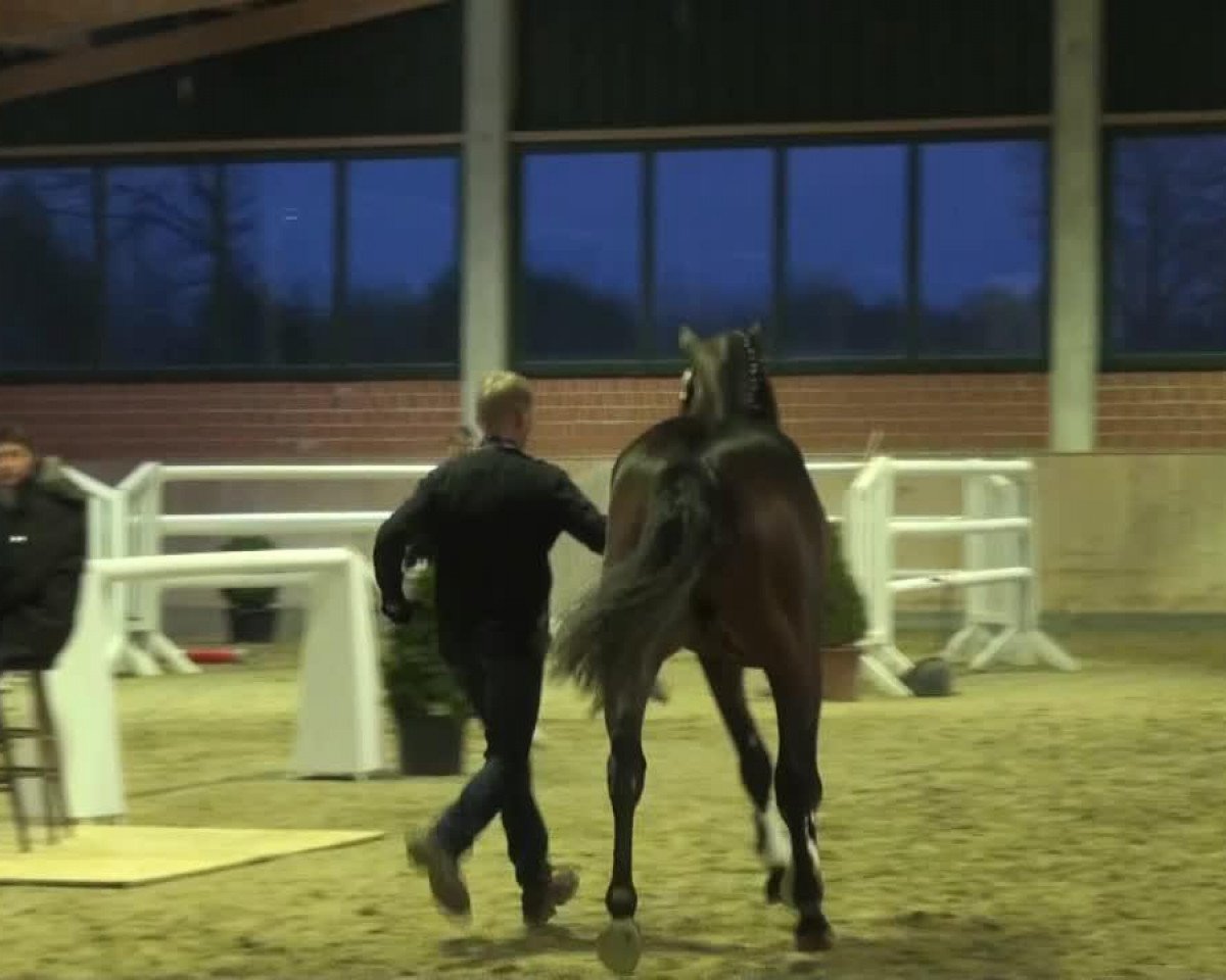 Springpferd Contigo 48 (Holsteiner, 2011, von Canto)