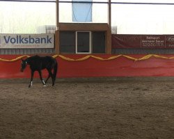 dressage horse Rockstarlet (Rhinelander, 2010, from Rock Forever NRW)