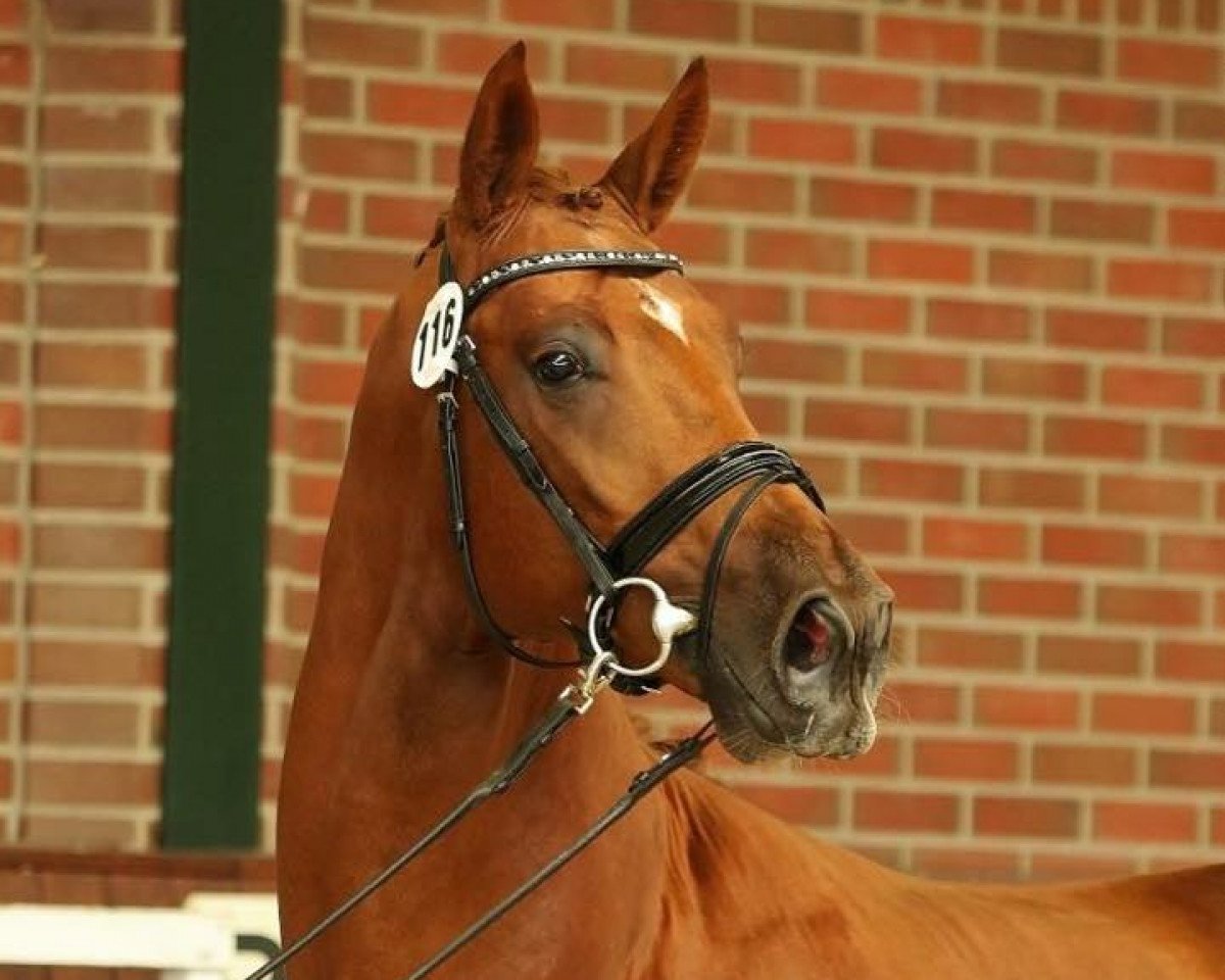 Dressurpferd Sir Finegold (Oldenburger, 2013, von Sir Fidergold)