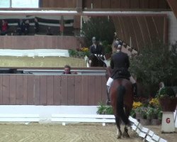 dressage horse Lukas 1044 (Hanoverian, 2008, from Londontime)