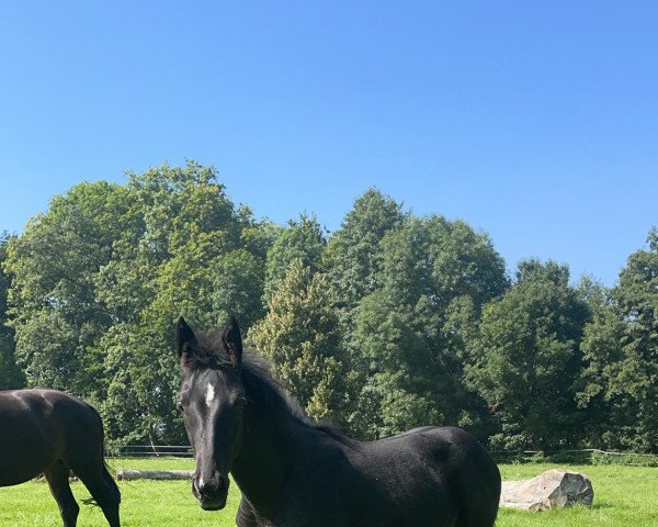 dressage horse Dark Rose JP (Hanoverian, 2021, from DeLorean)