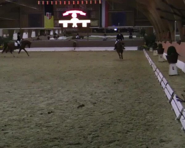 dressage horse Fight for Fame (Hanoverian, 2010, from Fuechtels Floriscount OLD)