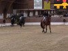 dressage horse Summer Hit (Rhinelander, 2010, from Sir Donnerhall I)