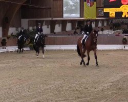 dressage horse Summer Hit (Rhinelander, 2010, from Sir Donnerhall I)